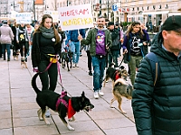 Marsz Kundelków  27 października 2018 r. Marsz Kundelków ulicami Starego Miasta w Warszawie. Organizator - Schronisko dla Bezdomnych Zwierząt "Na Paluchu". : marsz kundelków, schronisko dla bezdomnych zwierząt, na paluchu, wybory kundelka, adopcja zwierząt, adoptuj warszawiaka