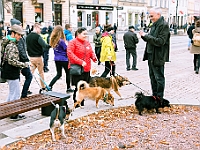 Marsz Kundelków  27 października 2018 r. Marsz Kundelków ulicami Starego Miasta w Warszawie. Organizator - Schronisko dla Bezdomnych Zwierząt "Na Paluchu". : marsz kundelków, schronisko dla bezdomnych zwierząt, na paluchu, wybory kundelka, adopcja zwierząt, adoptuj warszawiaka