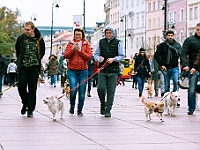 Marsz Kundelków  27 października 2018 r. Marsz Kundelków ulicami Starego Miasta w Warszawie. Organizator - Schronisko dla Bezdomnych Zwierząt "Na Paluchu". : marsz kundelków, schronisko dla bezdomnych zwierząt, na paluchu, wybory kundelka, adopcja zwierząt, adoptuj warszawiaka