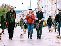 Marsz Kundelków  27 października 2018 r. Marsz Kundelków ulicami Starego Miasta w Warszawie. Organizator - Schronisko dla Bezdomnych Zwierząt "Na Paluchu". : marsz kundelków, schronisko dla bezdomnych zwierząt, na paluchu, wybory kundelka, adopcja zwierząt, adoptuj warszawiaka