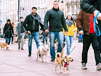Marsz Kundelków  27 października 2018 r. Marsz Kundelków ulicami Starego Miasta w Warszawie. Organizator - Schronisko dla Bezdomnych Zwierząt "Na Paluchu". : marsz kundelków, schronisko dla bezdomnych zwierząt, na paluchu, wybory kundelka, adopcja zwierząt, adoptuj warszawiaka