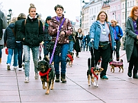 Marsz Kundelków  27 października 2018 r. Marsz Kundelków ulicami Starego Miasta w Warszawie. Organizator - Schronisko dla Bezdomnych Zwierząt "Na Paluchu". : marsz kundelków, schronisko dla bezdomnych zwierząt, na paluchu, wybory kundelka, adopcja zwierząt, adoptuj warszawiaka