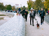 Marsz Kundelków  27 października 2018 r. Marsz Kundelków ulicami Starego Miasta w Warszawie. Organizator - Schronisko dla Bezdomnych Zwierząt "Na Paluchu". : marsz kundelków, schronisko dla bezdomnych zwierząt, na paluchu, wybory kundelka, adopcja zwierząt, adoptuj warszawiaka