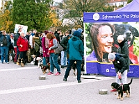 Marsz Kundelków  27 października 2018 r. Marsz Kundelków ulicami Starego Miasta w Warszawie. Organizator - Schronisko dla Bezdomnych Zwierząt "Na Paluchu". : marsz kundelków, schronisko dla bezdomnych zwierząt, na paluchu, wybory kundelka, adopcja zwierząt, adoptuj warszawiaka