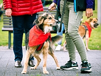 Marsz Kundelków  27 października 2018 r. Marsz Kundelków ulicami Starego Miasta w Warszawie. Organizator - Schronisko dla Bezdomnych Zwierząt "Na Paluchu". : marsz kundelków, schronisko dla bezdomnych zwierząt, na paluchu, wybory kundelka, adopcja zwierząt, adoptuj warszawiaka