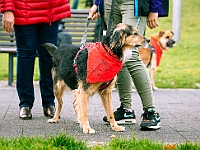 Marsz Kundelków  27 października 2018 r. Marsz Kundelków ulicami Starego Miasta w Warszawie. Organizator - Schronisko dla Bezdomnych Zwierząt "Na Paluchu". : marsz kundelków, schronisko dla bezdomnych zwierząt, na paluchu, wybory kundelka, adopcja zwierząt, adoptuj warszawiaka