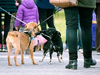 Marsz Kundelków  27 października 2018 r. Marsz Kundelków ulicami Starego Miasta w Warszawie. Organizator - Schronisko dla Bezdomnych Zwierząt "Na Paluchu". : marsz kundelków, schronisko dla bezdomnych zwierząt, na paluchu, wybory kundelka, adopcja zwierząt, adoptuj warszawiaka