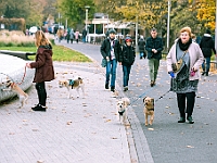 Marsz Kundelków  27 października 2018 r. Marsz Kundelków ulicami Starego Miasta w Warszawie. Organizator - Schronisko dla Bezdomnych Zwierząt "Na Paluchu". : marsz kundelków, schronisko dla bezdomnych zwierząt, na paluchu, wybory kundelka, adopcja zwierząt, adoptuj warszawiaka