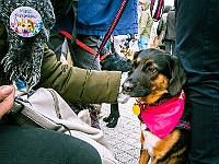 Marsz Kundelków  27 października 2018 r. Marsz Kundelków ulicami Starego Miasta w Warszawie. Organizator - Schronisko dla Bezdomnych Zwierząt "Na Paluchu". : marsz kundelków, schronisko dla bezdomnych zwierząt, na paluchu, wybory kundelka, adopcja zwierząt, adoptuj warszawiaka