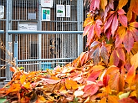 Na Paluchu jesienią  Schronisko dla Bezdomnych Zwierząt "Na Paluchu" w Warszawie. Jesień 2018 : na paluchu, schronisko dla bezdomnych zwierząt, jesień w schronisku, bezdomne zwierzęta, na skraju