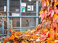 Na Paluchu jesienią  Schronisko dla Bezdomnych Zwierząt "Na Paluchu" w Warszawie. Jesień 2018 : na paluchu, schronisko dla bezdomnych zwierząt, jesień w schronisku, bezdomne zwierzęta, na skraju
