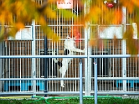 Na Paluchu jesienią  Schronisko dla Bezdomnych Zwierząt "Na Paluchu" w Warszawie. Jesień 2018 : na paluchu, schronisko dla bezdomnych zwierząt, jesień w schronisku, bezdomne zwierzęta, na skraju