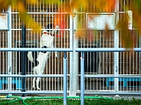Na Paluchu jesienią  Schronisko dla Bezdomnych Zwierząt "Na Paluchu" w Warszawie. Jesień 2018 : na paluchu, schronisko dla bezdomnych zwierząt, jesień w schronisku, bezdomne zwierzęta, na skraju