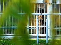 Na Paluchu jesienią  Schronisko dla Bezdomnych Zwierząt "Na Paluchu" w Warszawie. Jesień 2018 : na paluchu, schronisko dla bezdomnych zwierząt, jesień w schronisku, bezdomne zwierzęta, na skraju