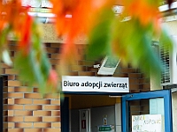 Na Paluchu jesienią  Schronisko dla Bezdomnych Zwierząt "Na Paluchu" w Warszawie. Jesień 2018 : na paluchu, schronisko dla bezdomnych zwierząt, jesień w schronisku, bezdomne zwierzęta, na skraju