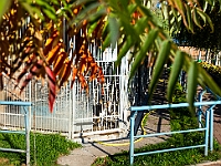 Na Paluchu jesienią  Schronisko dla Bezdomnych Zwierząt "Na Paluchu" w Warszawie. Jesień 2018 : na paluchu, schronisko dla bezdomnych zwierząt, jesień w schronisku, bezdomne zwierzęta, na skraju