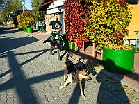 Na Paluchu jesienią  Schronisko dla Bezdomnych Zwierząt "Na Paluchu" w Warszawie. Jesień 2018 : na paluchu, schronisko dla bezdomnych zwierząt, jesień w schronisku, bezdomne zwierzęta, na skraju