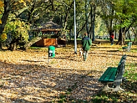 Na Paluchu jesienią  Schronisko dla Bezdomnych Zwierząt "Na Paluchu" w Warszawie. Jesień 2018 : na paluchu, schronisko dla bezdomnych zwierząt, jesień w schronisku, bezdomne zwierzęta, na skraju