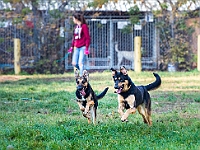 Na Paluchu jesienią  Schronisko dla Bezdomnych Zwierząt "Na Paluchu" w Warszawie. Jesień 2018 : na paluchu, schronisko dla bezdomnych zwierząt, jesień w schronisku, bezdomne zwierzęta, na skraju