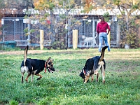 Na Paluchu jesienią  Schronisko dla Bezdomnych Zwierząt "Na Paluchu" w Warszawie. Jesień 2018 : na paluchu, schronisko dla bezdomnych zwierząt, jesień w schronisku, bezdomne zwierzęta, na skraju