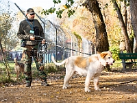 Na Paluchu jesienią  Schronisko dla Bezdomnych Zwierząt "Na Paluchu" w Warszawie. Jesień 2018 : na paluchu, schronisko dla bezdomnych zwierząt, jesień w schronisku, bezdomne zwierzęta, na skraju